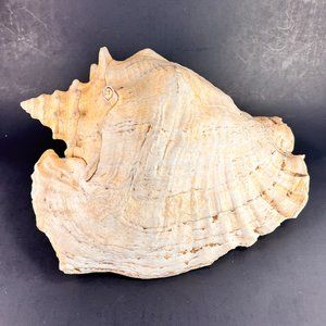 Large Natural Horned Queen Conch Seashell Beach Aquarium Nautical 11" x 9 1/4"